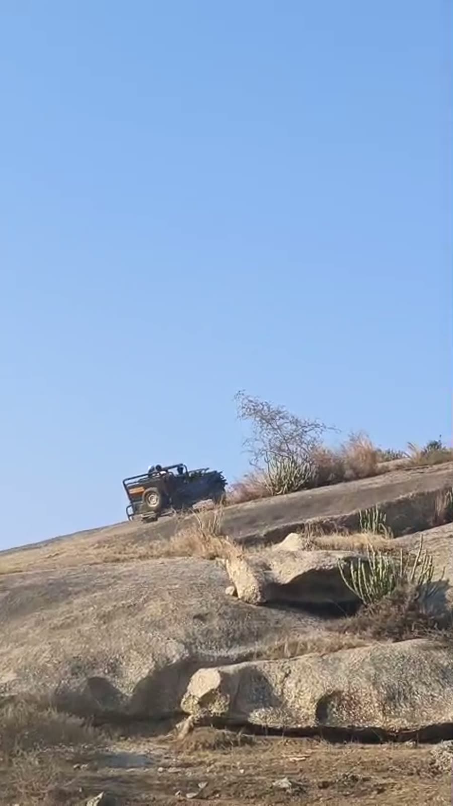 Leopard Among the Granite