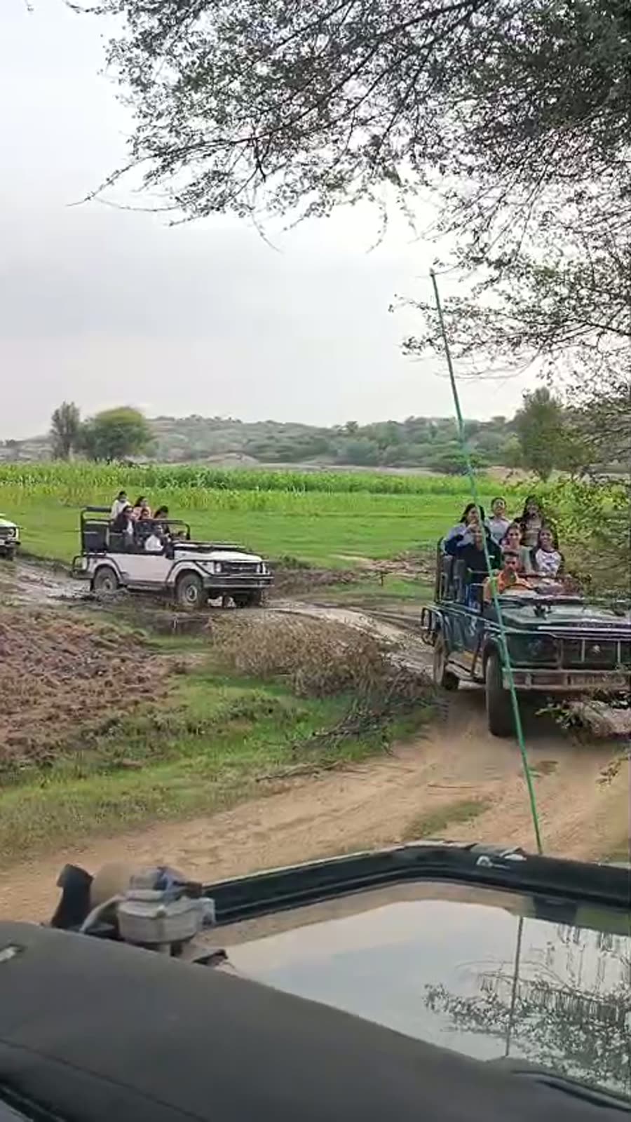 Safari Convoy Through the Fields