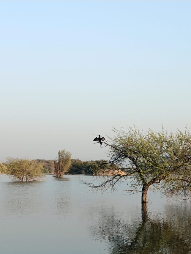 Flamingos at Jawai Bandh
