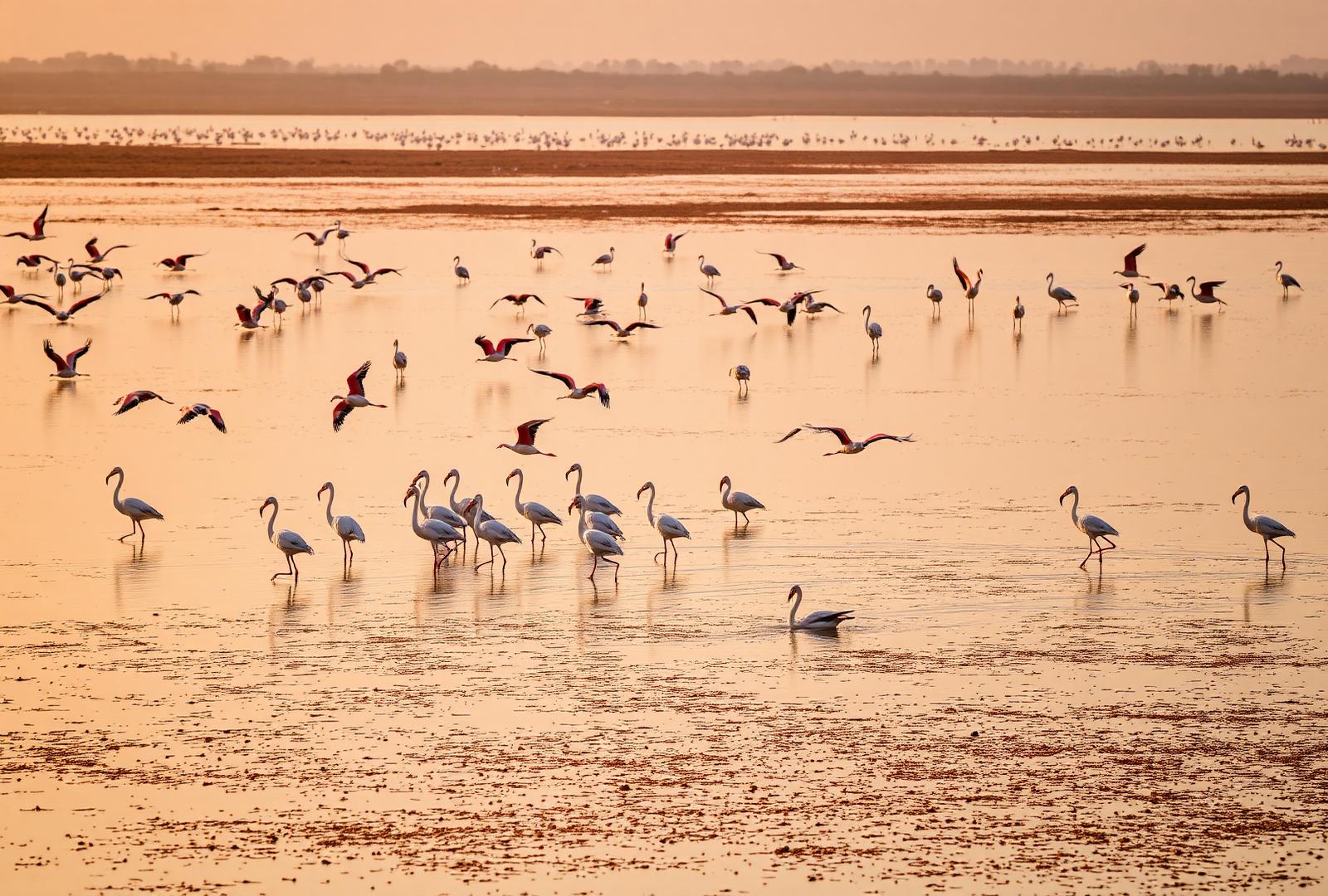 Migratory birds at Jawai Bandh reservoir